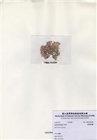 藏品(鼓苞粉枝藻)的圖片